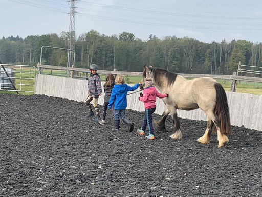 Pferde Entdeckungen und Reiten 2021