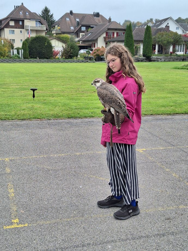 Erlebnisfalknerei und Falkenflüge 2025