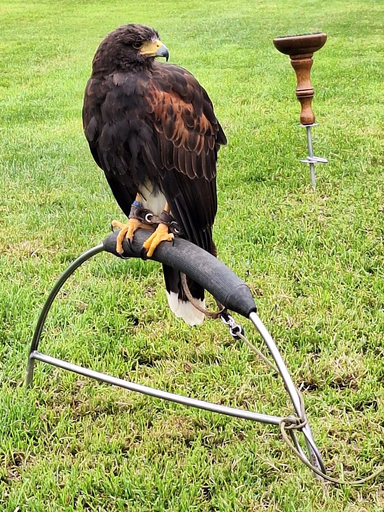 Erlebnisfalknerei und Falkenflüge 2025