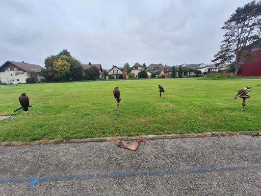 Erlebnisfalknerei und Falkenflüge 2025