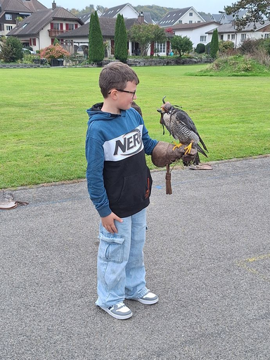 Erlebnisfalknerei und Falkenflüge 2025