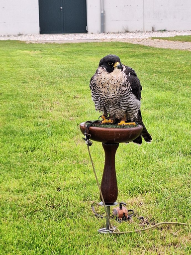 Erlebnisfalknerei und Falkenflüge 2025