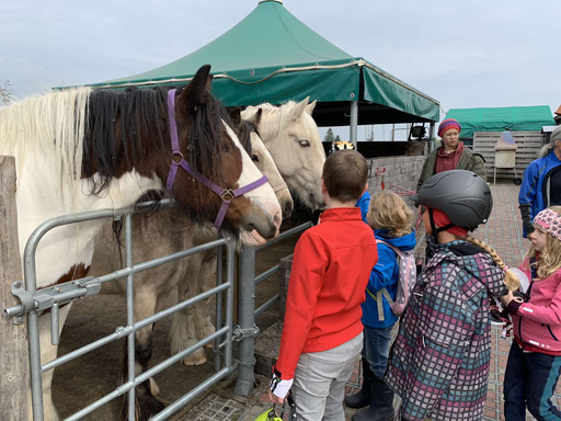 Pferde Entdeckungen und Reiten 2021