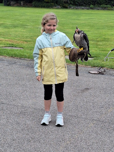 Erlebnisfalknerei und Falkenflüge 2025