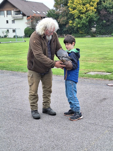 Erlebnisfalknerei und Falkenflüge 2025