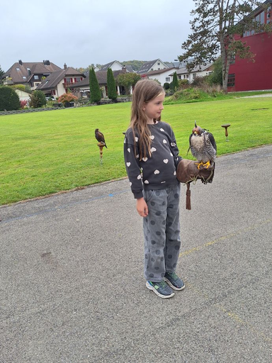 Erlebnisfalknerei und Falkenflüge 2025