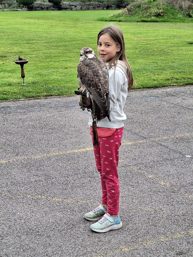 Erlebnisfalknerei und Falkenflüge 2025