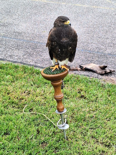 Erlebnisfalknerei und Falkenflüge 2025