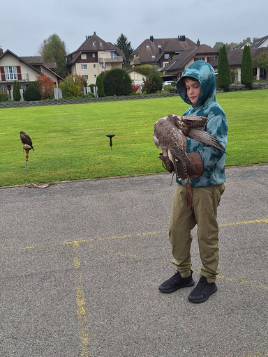 Erlebnisfalknerei und Falkenflüge 2025